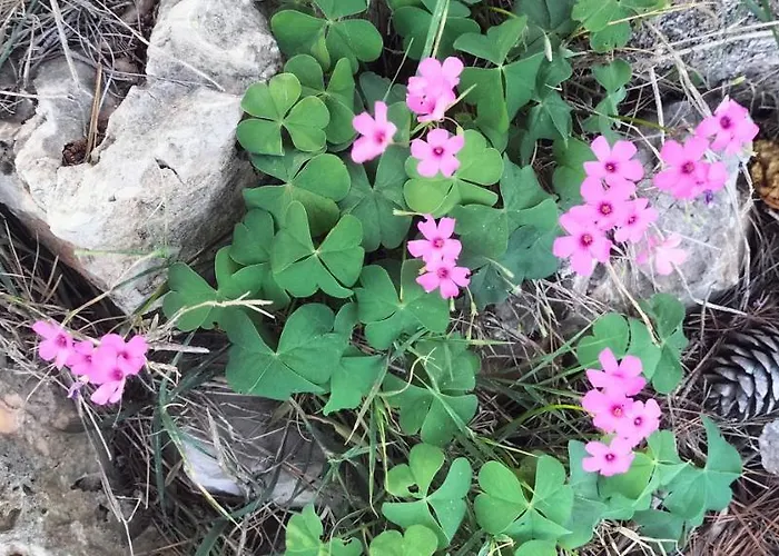 Apartman Hanna Zdrelac