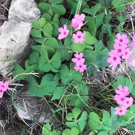 Apartment Hanna Zdrelac