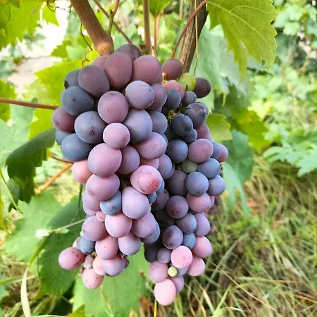 Hanna Apartment Zdrelac